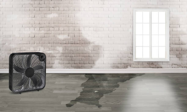 Best Water damage restoration mold remediation  in Tallmadge, OH